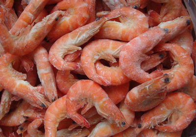 Shrimp Shrimp